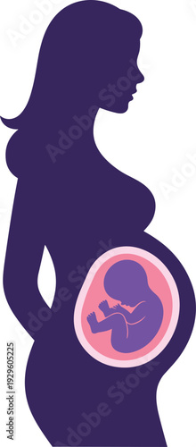 Vector silhouette of a pregnant woman in profile showing the developing fetus inside the womb for pregnancy healthcare maternity and prenatal development concepts