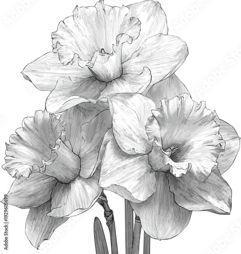 Create a Intricate black and white daffodil sketch with detailed petals and stems vector art of white background