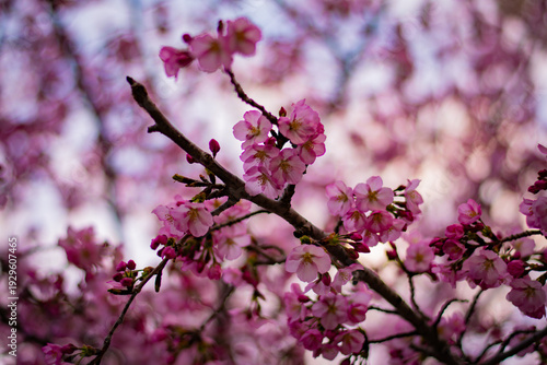 pink cherry blossoms in Washington DC