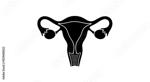 Uterus and Ovaries Medical Illustration Anatomy.