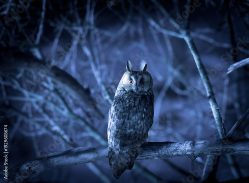long -eared owl at night