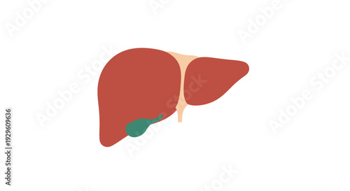 Human Liver Anatomy Illustration Detailed View.