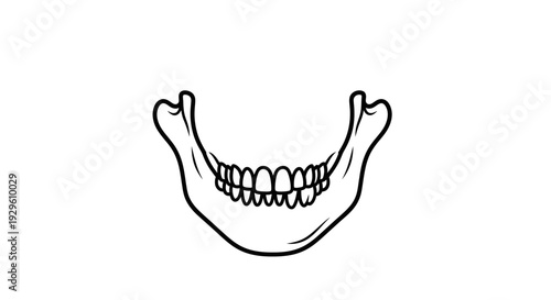 Human Lower Jawbone with Teeth Illustration.