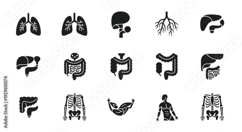 Human Anatomy and Organ Systems Silhouette Icons Set.