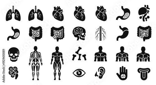 Human Anatomy and Organs Black Glyph Icons Set.