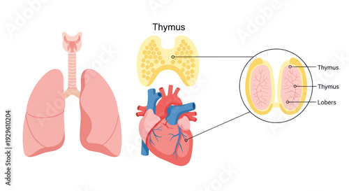 Human Anatomy Illustration with Lungs Heart and Thymus Gland.