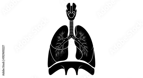 Human Lungs Anatomy Diagram Illustration.