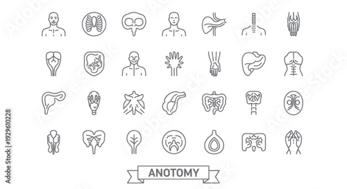 Human Anatomy Line Icons Set Medical Organs and Body Parts.