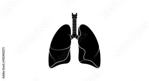Human Lungs Anatomy Illustration.