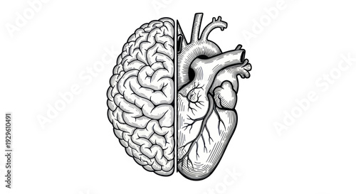 Human Brain and Heart Split Illustration Representing Logic and Emotion.