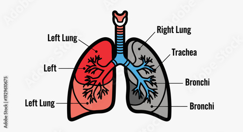 Human Lungs Anatomy Diagram with Labels.