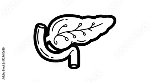 Human Pancreas and Duodenum Anatomy Outline Illustration.