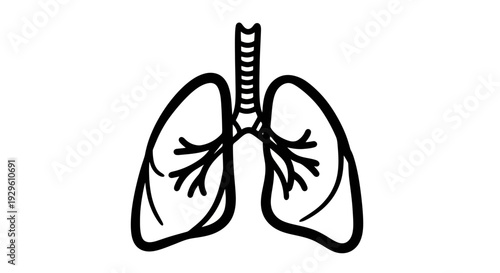 Human Lungs Outline Drawing Respiratory System Anatomy.