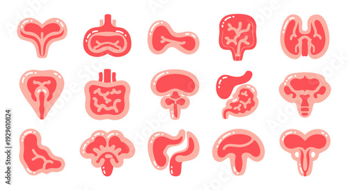 Set of various human internal organs in a flat, stylized design, representing different anatomical structures.