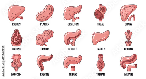 Set of human internal organs in cartoon style, medical illustration.