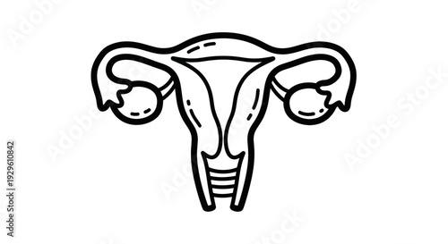 Simple Line Art Drawing of Female Uterus and Ovaries.