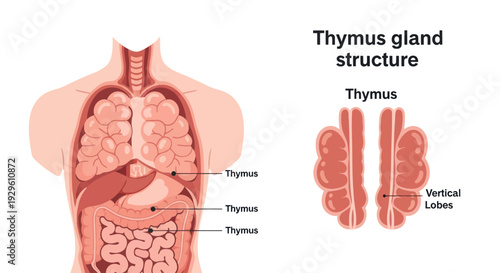 Thymus Gland Structure and Location in Human Body Anatomy.