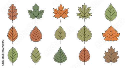 Autumn Leaves Set Vector Fall Foliage Collection Isolated.
