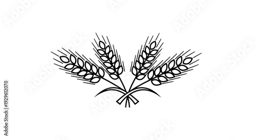 Traditional Line Art Drawing of Two Bundles of Wheat Ears Tied Together on Isolated White Background, representing Abundant Harvest and Agriculture