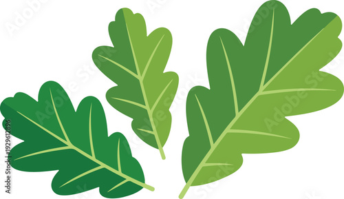 Vector Illustration of Fresh Green Arugula Leaves with Jagged Edges Scalable Graphic Design for Culinary Projects
