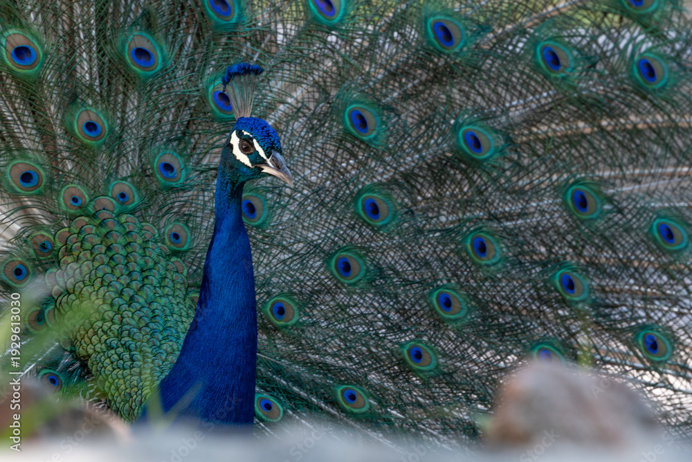 Obraz premium Pavo Real abriendo sus alas.
