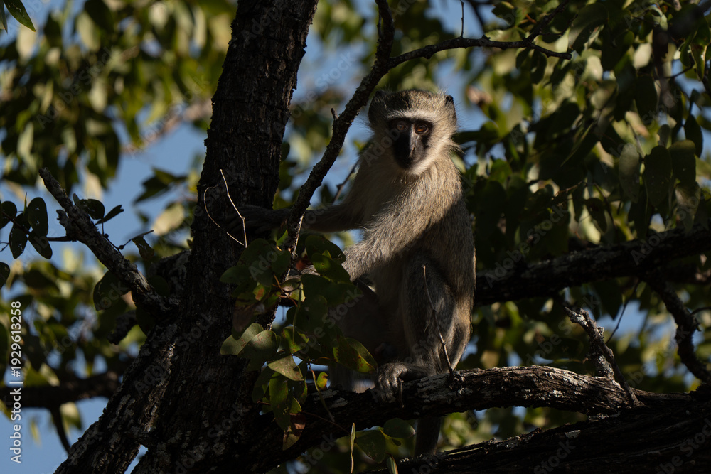 Naklejka premium Adult vervet monkey (Chlorocebus pygerythrus) hiding in the shade of a tree, is an Old World monkey of the family Cercopithecidae native to Africa