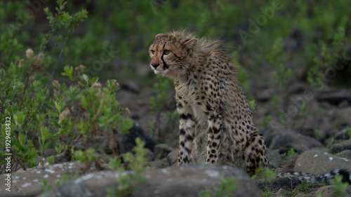 Young cheetah (Acinonyx jubatus) looking for pray in the grass. Cheetah are playful and curious