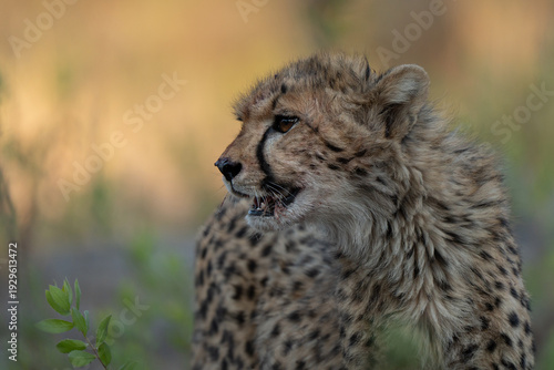 Profile of young cheetah (Acinonyx jubatus). Cheetah are playful and curious