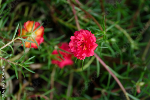 Wallpaper Mural Colorful portulaca grandiflora or moss rose in the home garden Torontodigital.ca
