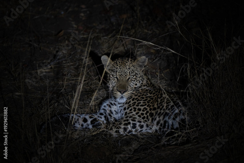 Tableau sur toile Leopard intense portrait relaxing at night, elusive and solitary animal