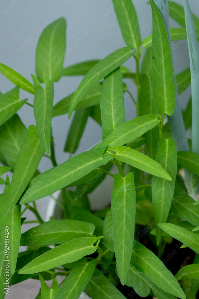 Obraz premium Fresh organic Water Spinach (Ipomoea aquatica) growing in a pot