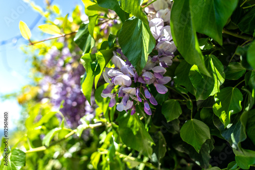 In the foreground, wisteria flowers with bright purple colors and an intense fragrance.