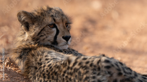 Close up of baby cheetah (Acinonyx jubatus) resting on the sandy ground and rolling on his back. Cheetah are playful and curious