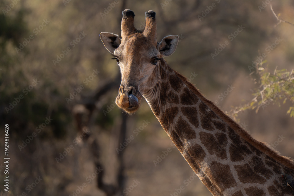Obraz premium Adult southern giraffe funny portrait with the tongue in the sunset colors of South Africa savannah 