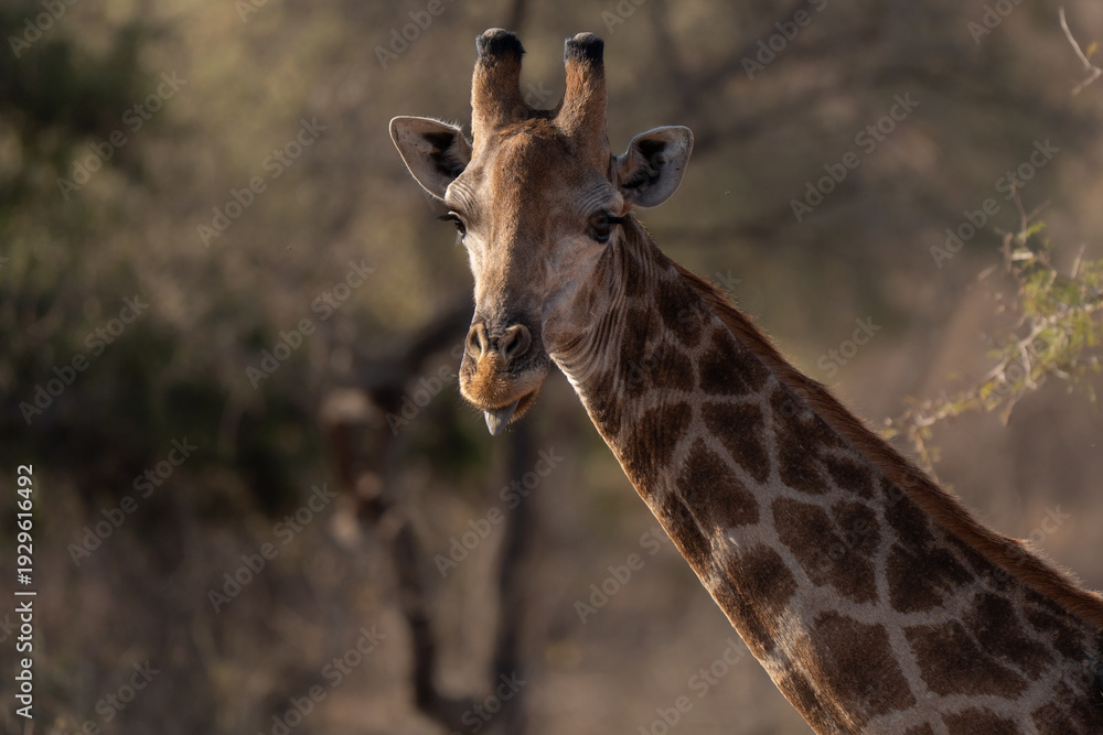 Obraz premium Adult southern giraffe portrait in the sunset colors of South Africa savannah 