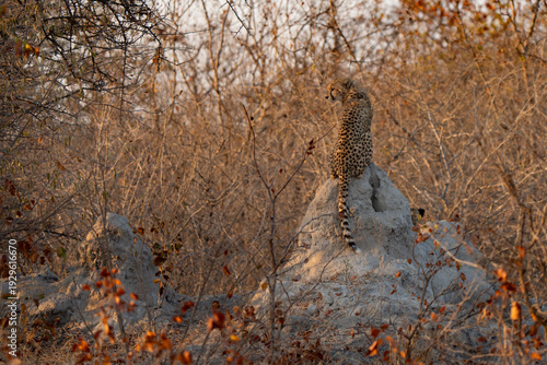 Young cheetah (Acinonyx jubatus) standing on a rock in the bush. Cheetah are playful and curious