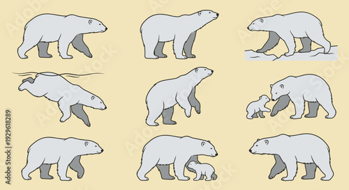 Polar bear family life cycle illustrations showing adult bears walking swimming and mother with cub in various poses on beige background