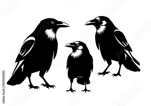 Set of Black Crow Silhouettes Vector Illustration, Raven Bird Icons on White Background