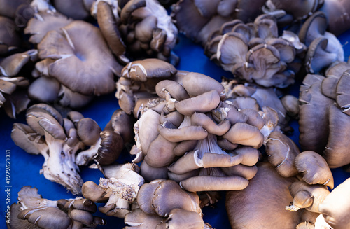 Fresh oyster mushrooms displayed at a local market stall. Organic edible mushrooms close up