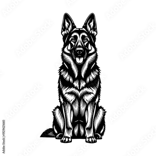 Black and White German Shepherd Sitting Vector Illustration in Detailed Engraving Style
