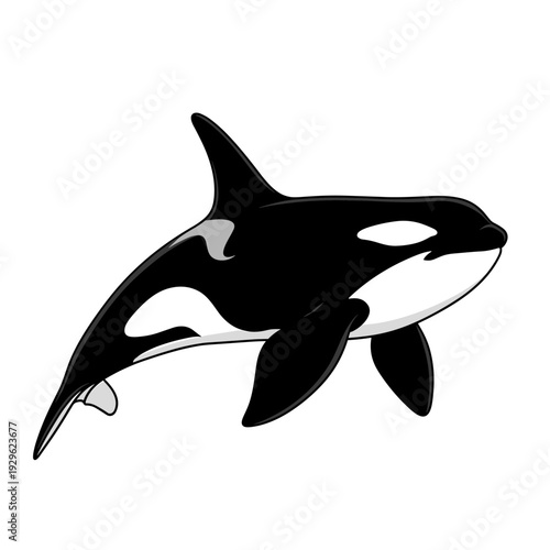 Friendly cartoon orca swimming isolated on white background