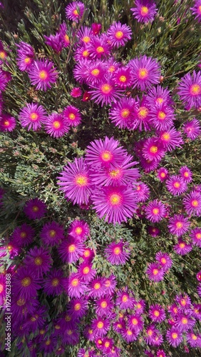 Some flowers in the garden