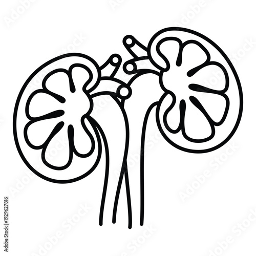 Pair of kidney cross sections line art vector for nephrology diagrams.