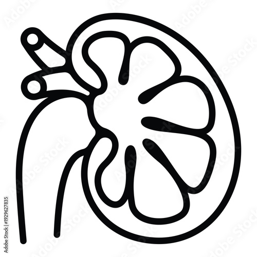 Internal kidney structure cross section line art vector for biology design.