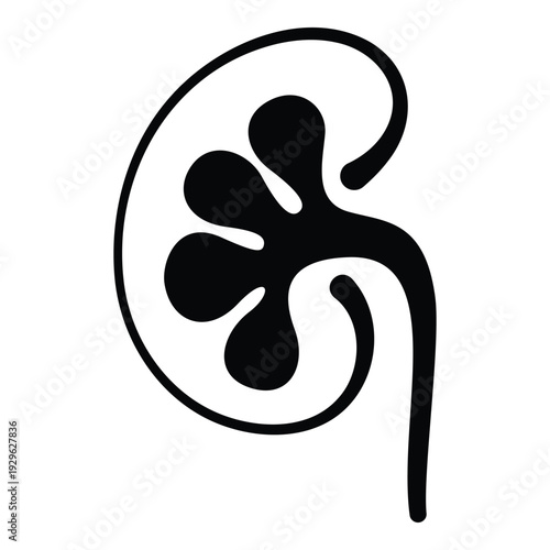 Abstract stylized kidney cross section icon vector for modern medical logos.