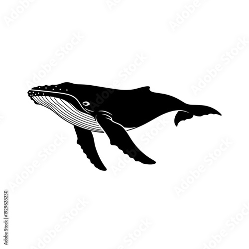 Humpback whale swimming with distinctive fins in a black and white stylized illustration