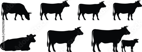 Cow silhouette set, cattle collection, farm animal poses, standing, grazing, calf, black vector illustration, isolated livestock bundle