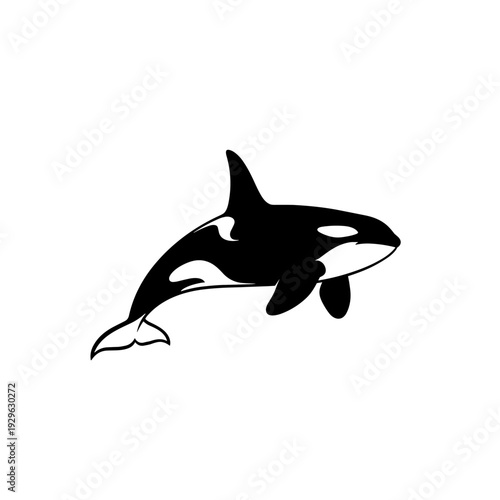 Minimalist black and white killer whale orca illustration