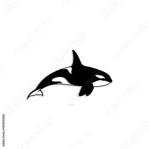 Minimalist black and white orca killer whale illustration swimming