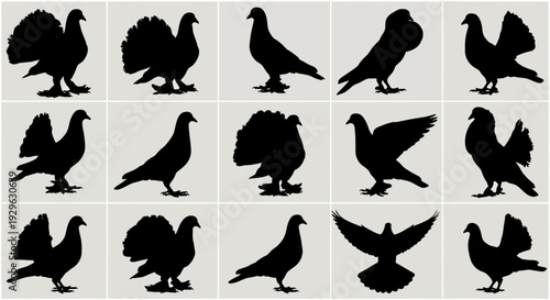 Set of 15 Pigeon Silhouettes Vector